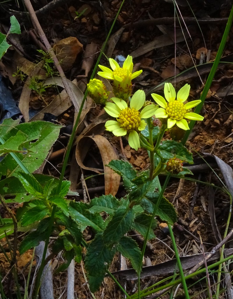 Schizotrichia jelskii photo 8