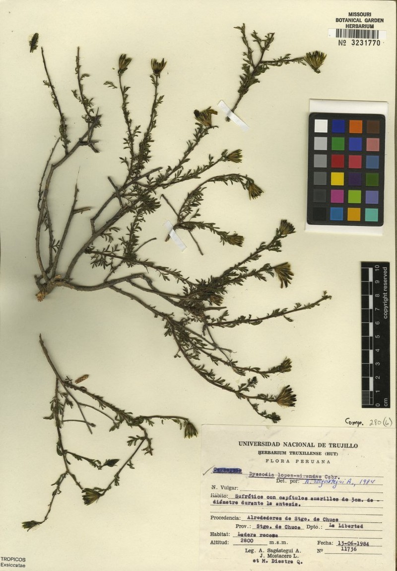 Schizotrichia lopez-mirandae