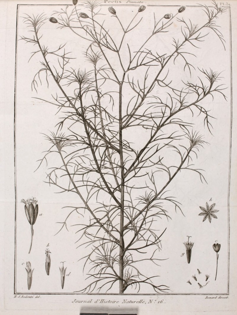 Wright's False Threadleaf