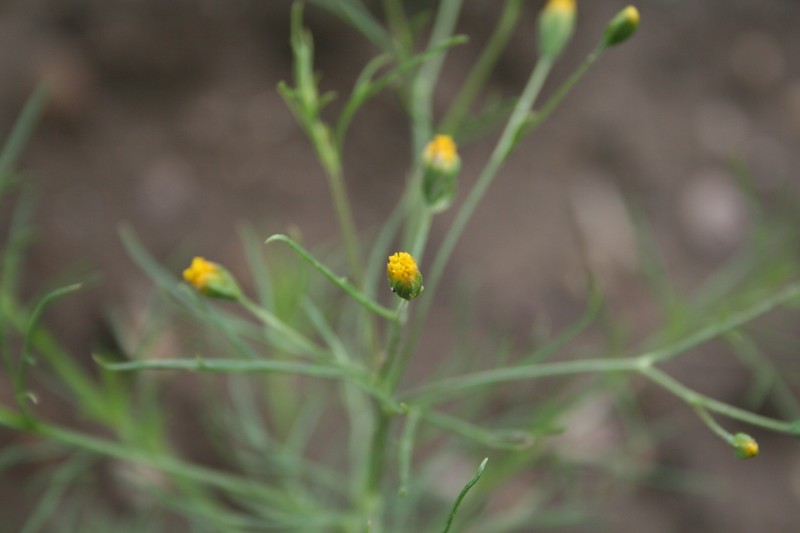 Pinnate False Threadleaf photo 5