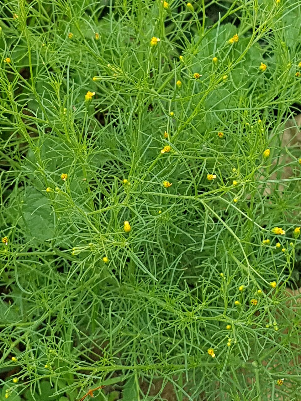 Pinnate False Threadleaf photo 6