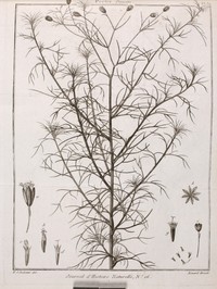 Pinnate False Threadleaf