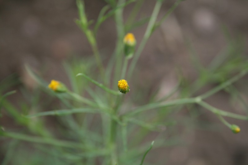 Pinnate False Threadleaf photo 2