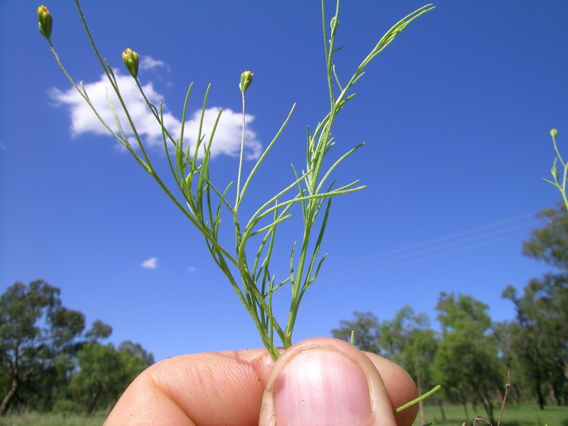 Pinnate False Threadleaf photo 3
