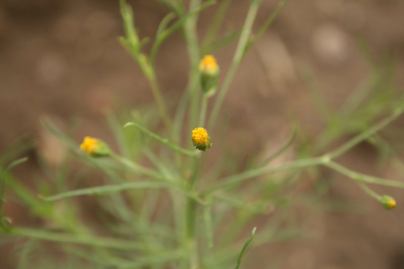 Pinnate False Threadleaf photo 7