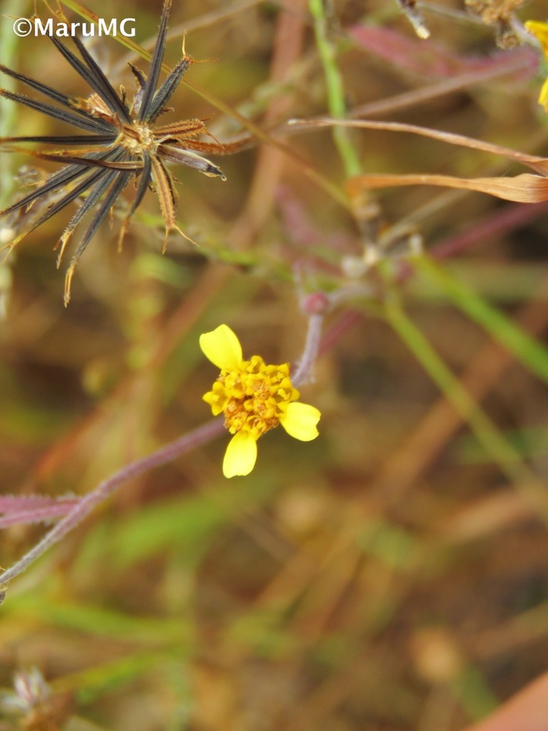 Schkuhria schkuhrioides