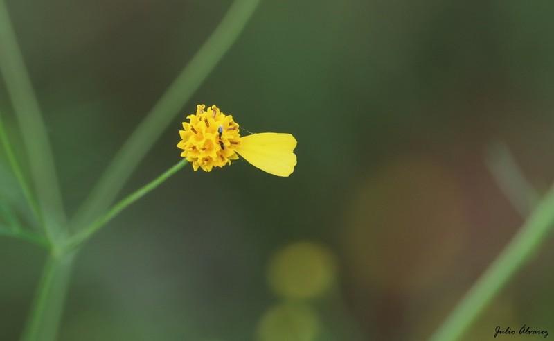 Schkuhria schkuhrioides photo 2
