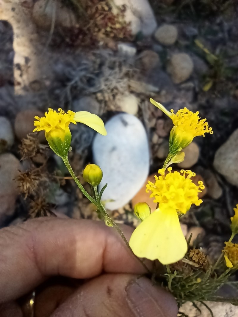 Schkuhria schkuhrioides photo 3