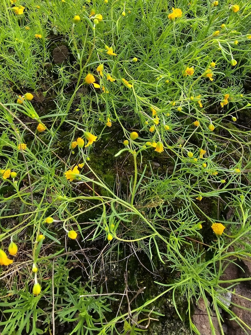 Schkuhria schkuhrioides photo 4