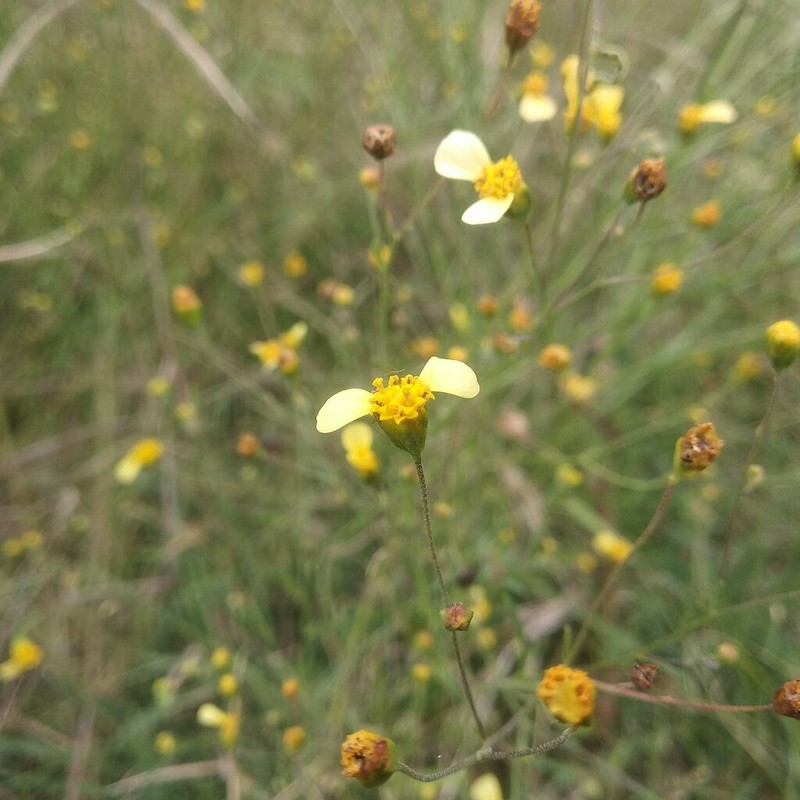 Schkuhria schkuhrioides photo 7