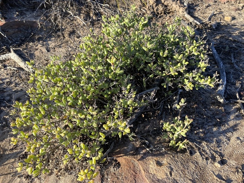 Schlechteranthus abruptus photo 2