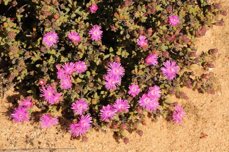 Schlechteranthus abruptus photo 8