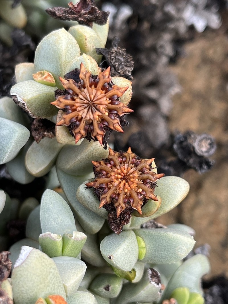 Schlechteranthus albiflorus