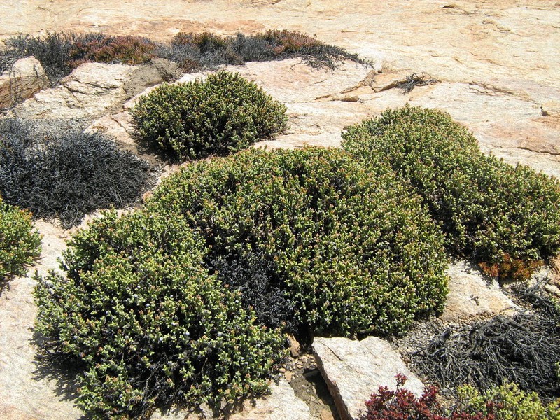 Schlechteranthus albiflorus photo 2