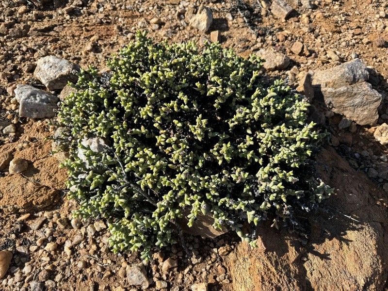 Schlechteranthus albiflorus photo 3