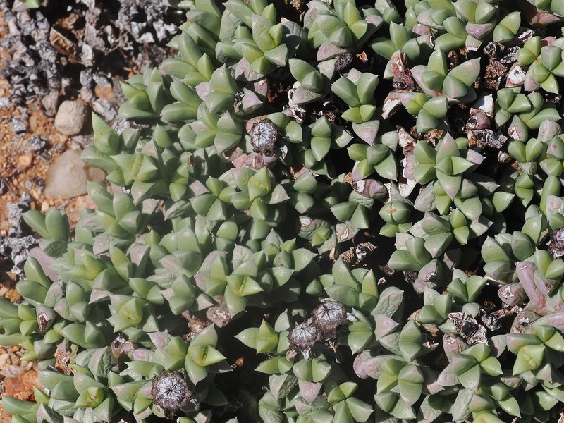 Schlechteranthus albiflorus photo 4