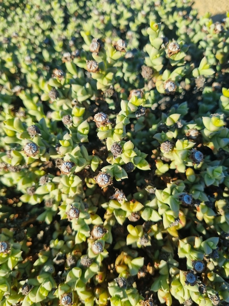 Schlechteranthus albiflorus photo 5