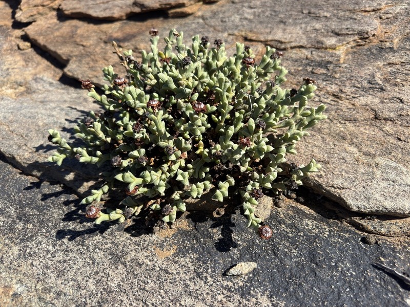 Schlechteranthus albiflorus photo 6