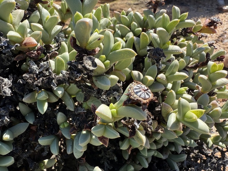 Schlechteranthus albiflorus photo 7