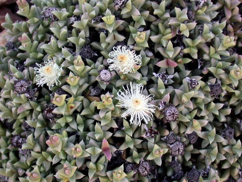 Schlechteranthus albiflorus photo 8