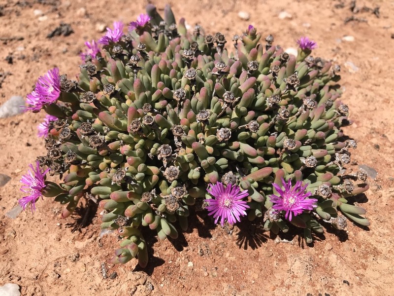 Schlechteranthus connatus