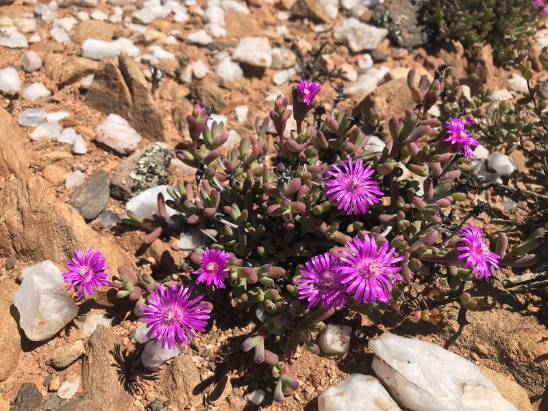 Schlechteranthus connatus photo 2