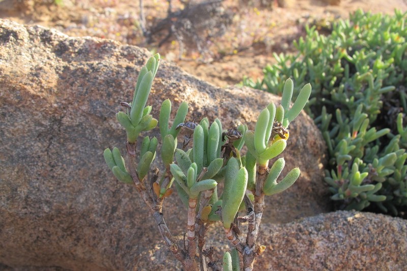 Schlechteranthus connatus photo 3