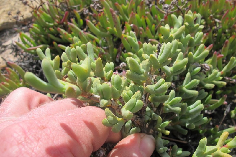 Schlechteranthus connatus photo 4