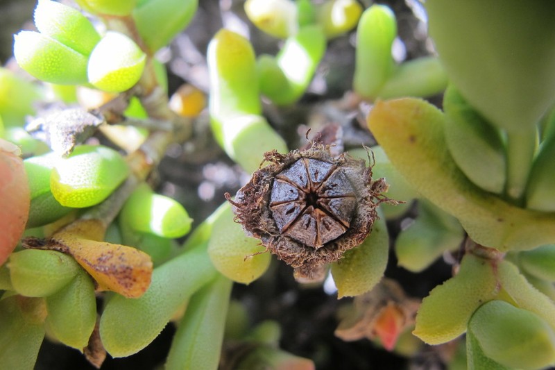 Schlechteranthus connatus photo 5