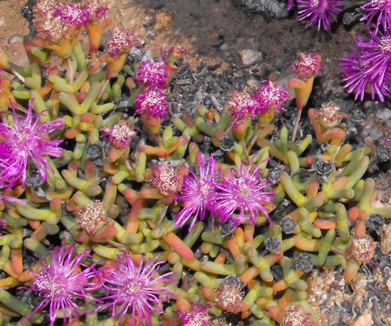 Schlechteranthus connatus photo 6