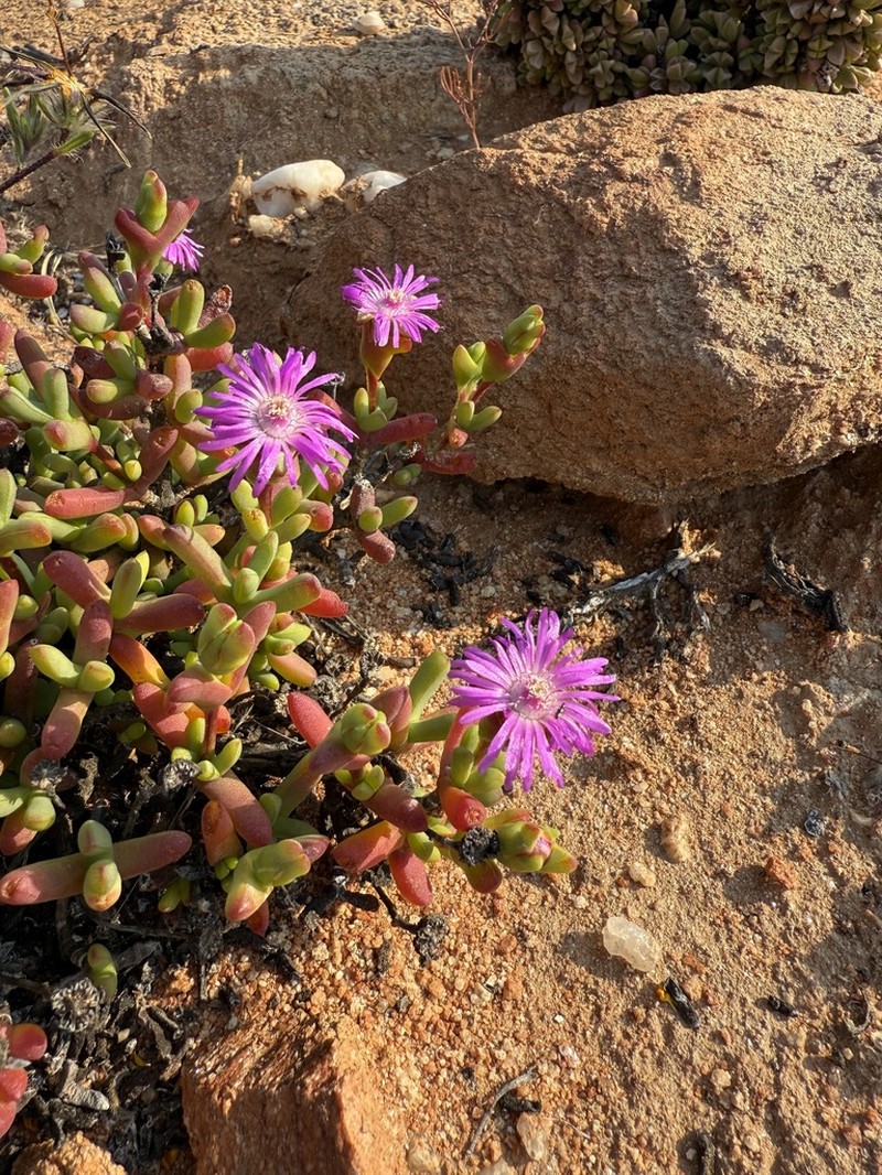 Schlechteranthus connatus photo 7