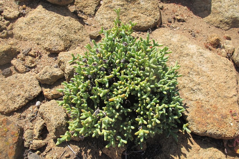 Schlechteranthus connatus photo 8