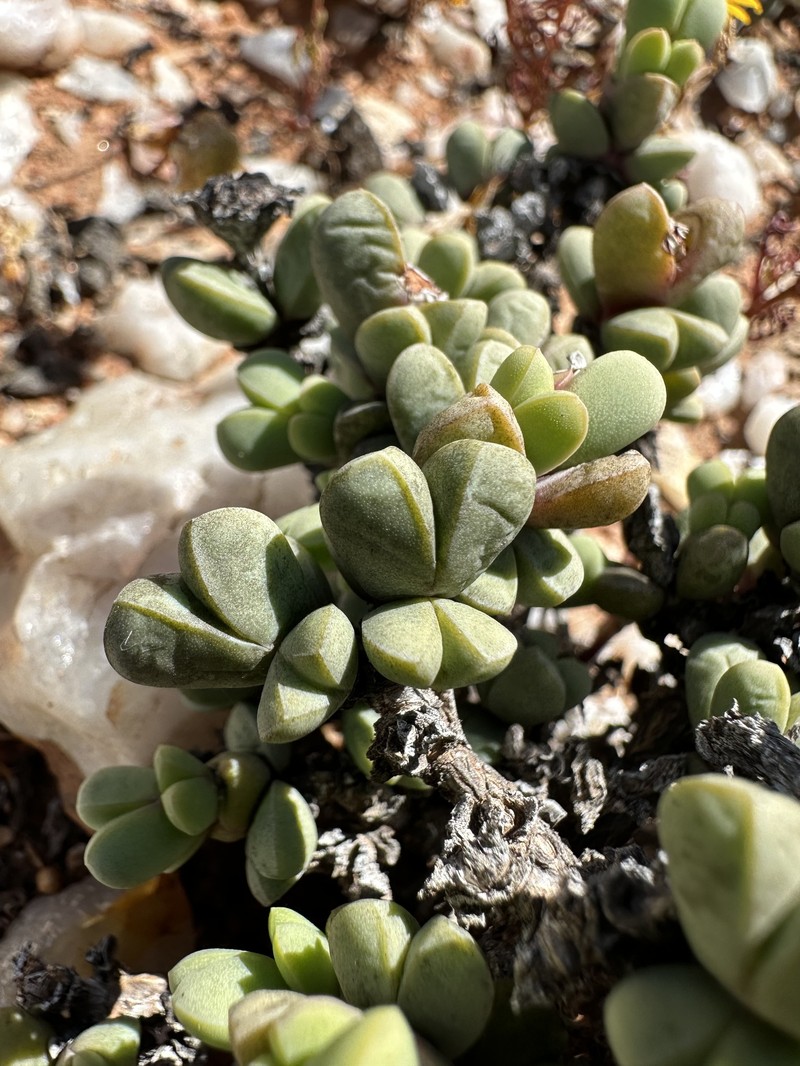 Schlechteranthus holgatensis photo 3