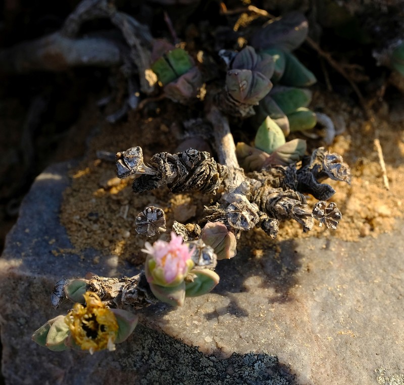 Schlechteranthus holgatensis
