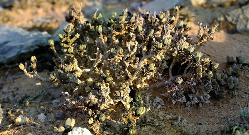 Schlechteranthus holgatensis photo 4