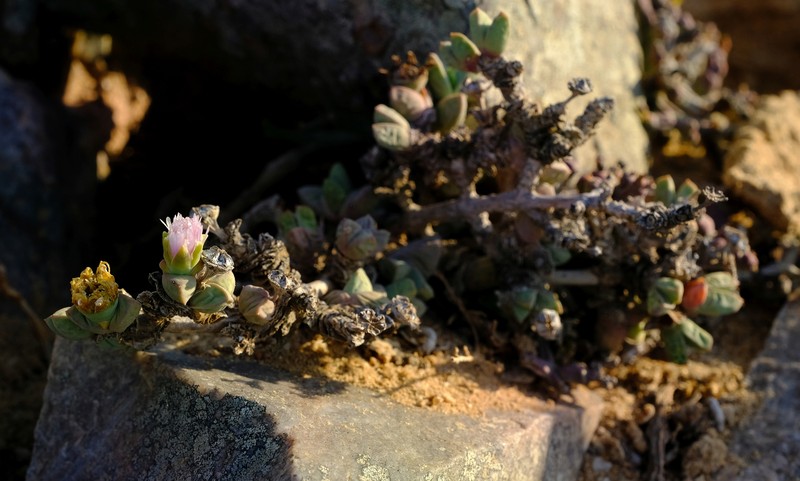 Schlechteranthus holgatensis photo 5