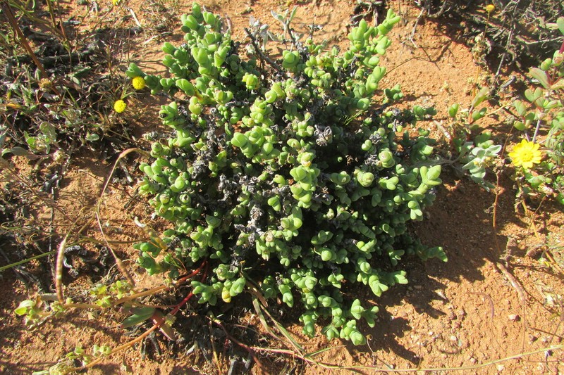 Schlechteranthus inclusus photo 2