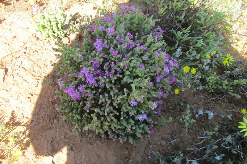 Schlechteranthus inclusus photo 4