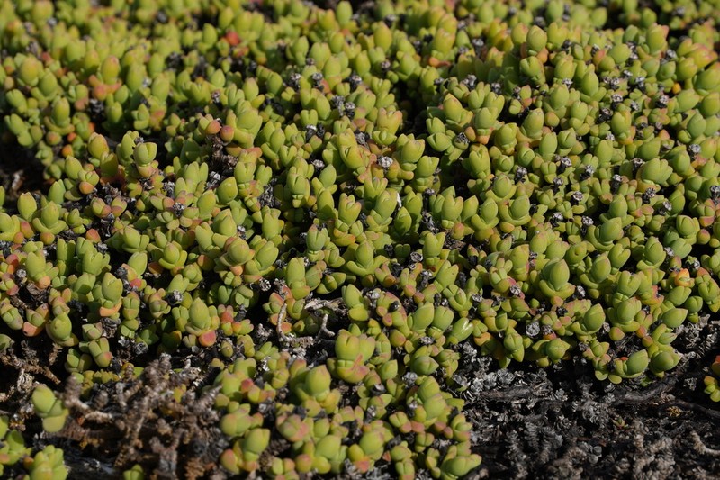 Schlechteranthus inclusus photo 5