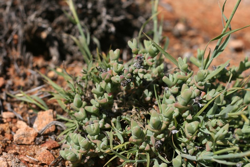 Schlechteranthus inclusus photo 7