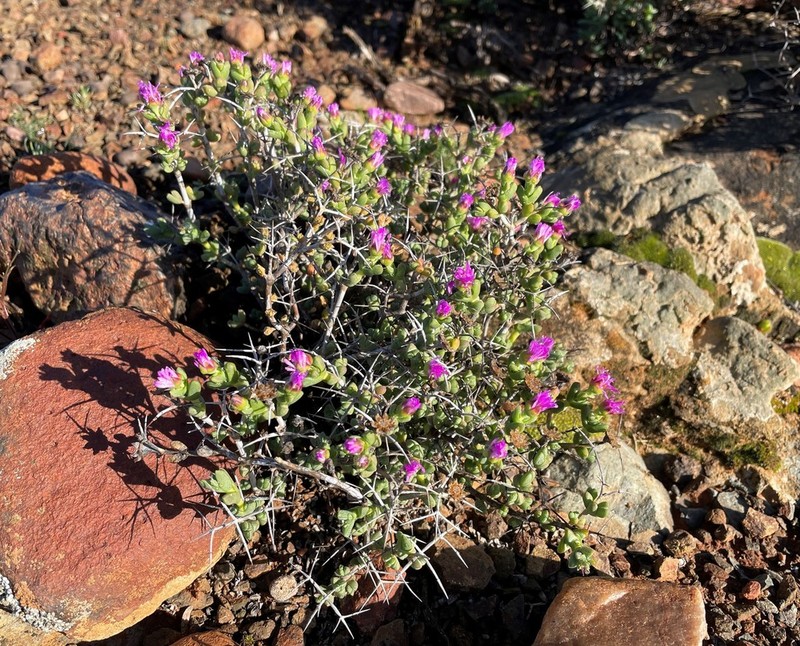 Schlechteranthus pungens