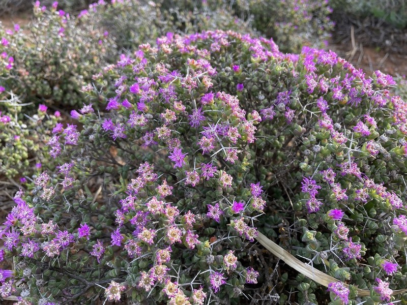 Schlechteranthus pungens photo 2