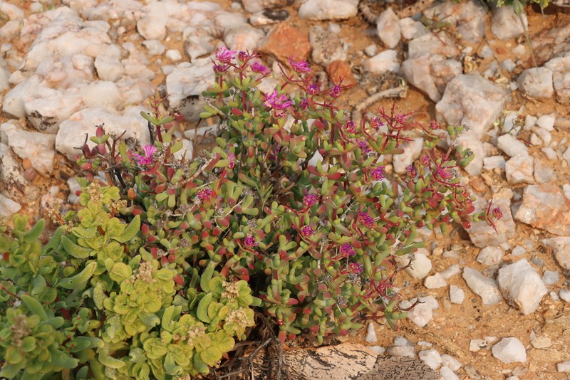 Schlechteranthus pungens photo 3