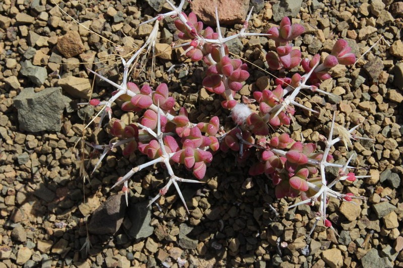 Schlechteranthus pungens photo 4