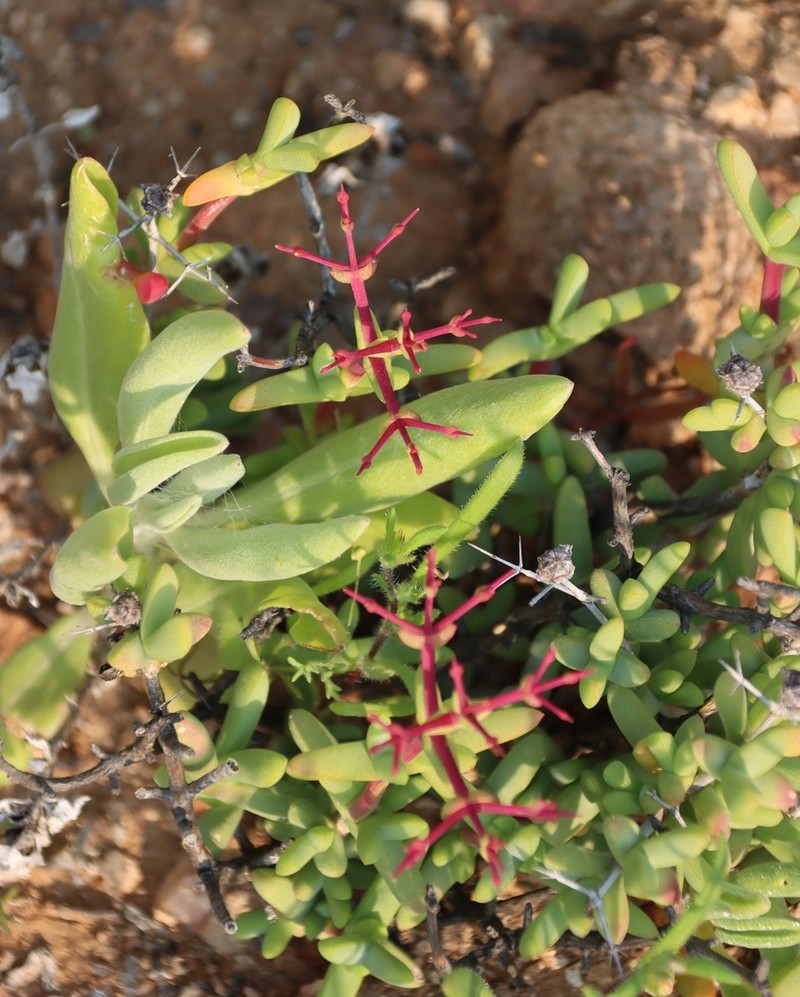 Schlechteranthus pungens photo 5