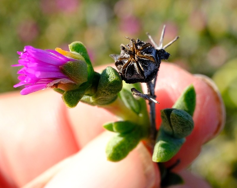 Schlechteranthus pungens photo 6