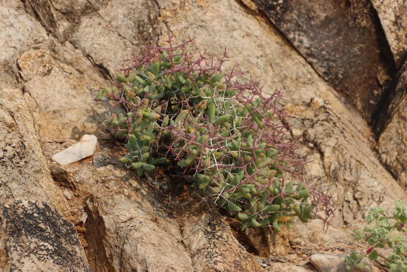 Schlechteranthus pungens photo 8