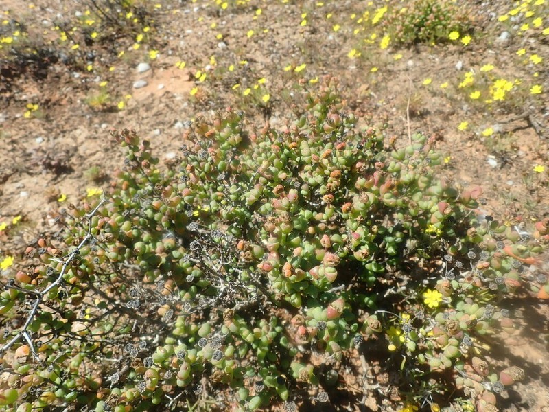 Schlechteranthus spinescens