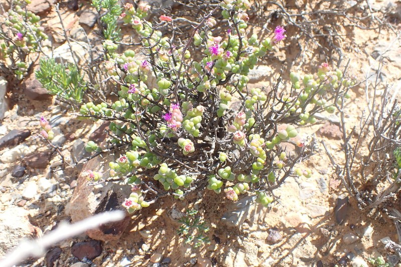 Schlechteranthus spinescens photo 2