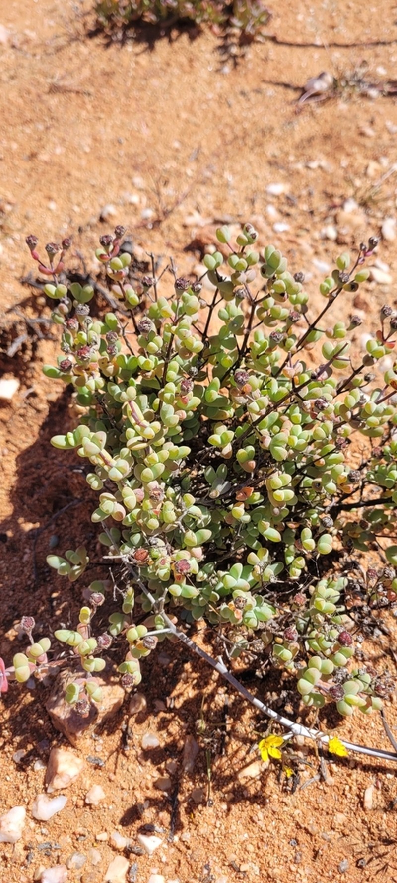 Schlechteranthus spinescens photo 5
